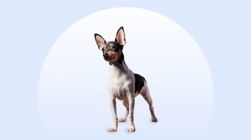 A Toy Fox Terrier stands on an isolated blue background