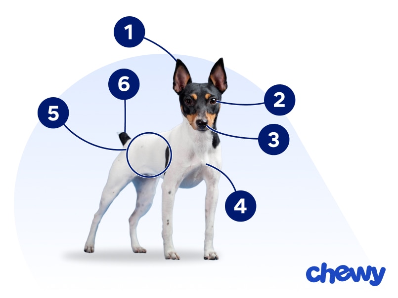 Photo of a Toy Fox Terrier