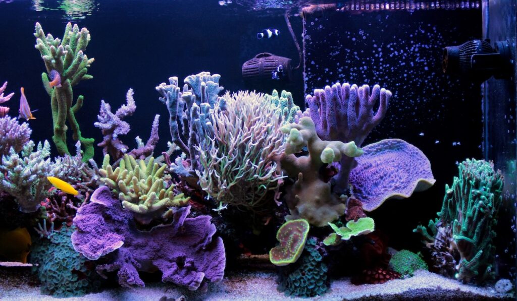 Colorful coral reef tank aquarium with SPS corals