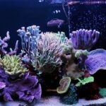 Marine vs. Reef Tank: What’s the Difference?
