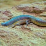 Schneider’s Skink Care Sheet