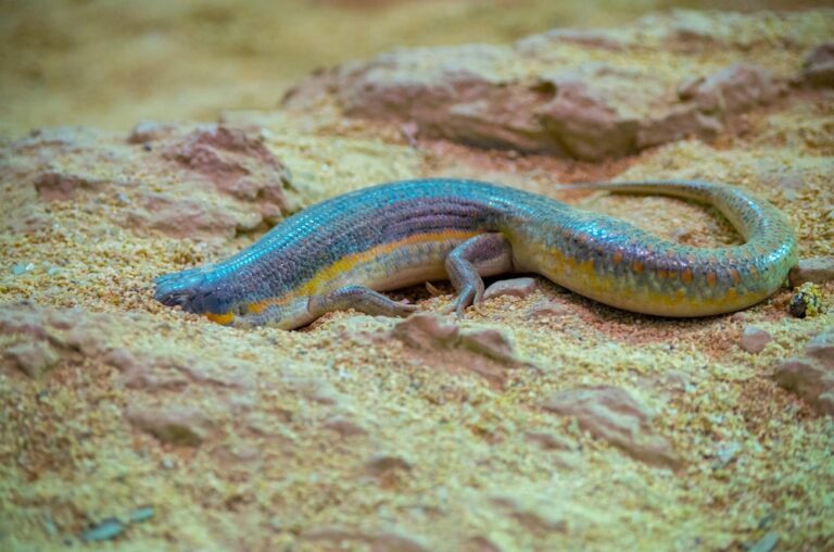 Schneider’s skink burrowing in sand