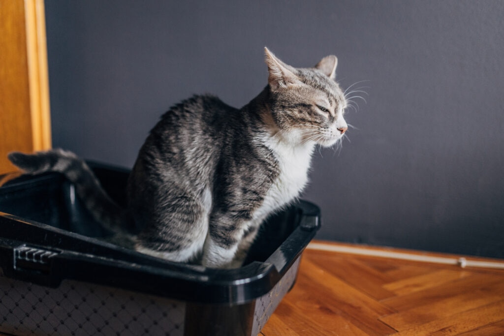 Potassium citrate can help reduce the risk of calcium oxalate urinary stones in cats.