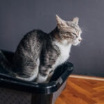 Potassium Citrate for Cats: Promoting Urinary Health