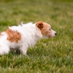 Potassium Citrate for Dogs: Promoting Urinary Health