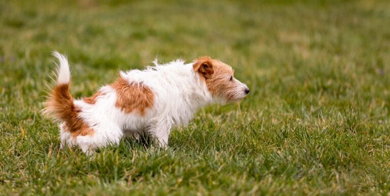 Potassium citrate can help reduce the risk of calcium oxalate stones in dogs.