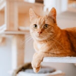 Apple Cider Vinegar for Cats: What You Need to Know