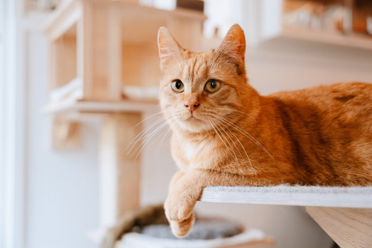 ACV is not a proven remedy for most cat ailments and should be used with caution.
