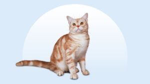 American Shorthair