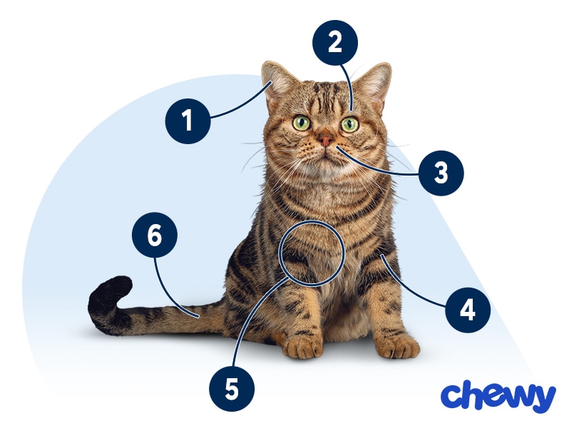 Photo of a American Shorthair