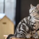 A silver american shorthair tabby cat sitting on a table