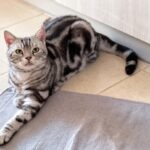 Silver american shorthair cat lying on the floor