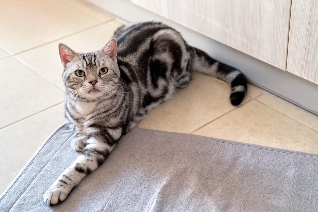 A silver American Shorthair cat lying on the floor