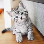 A silver american shorthair kitten