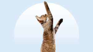 Devon Rex