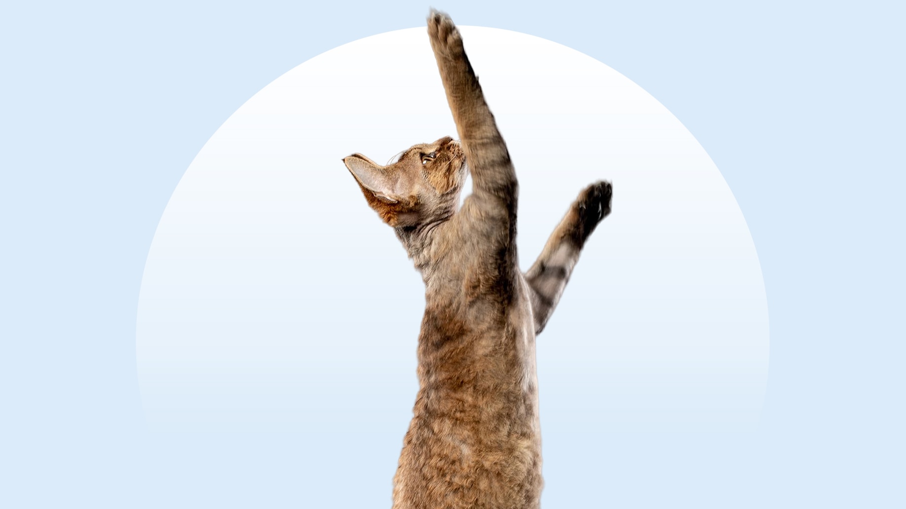 Devon rex cat on an isolated background