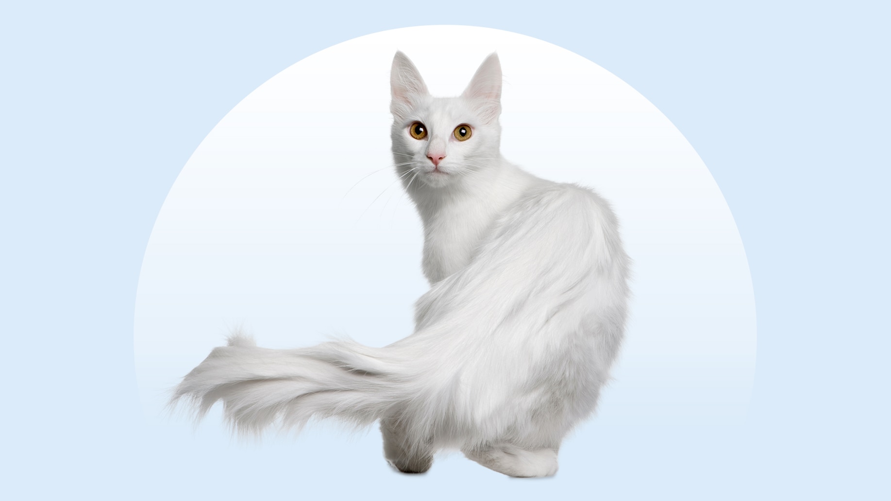 Turkish Angora cat on an isolated blue background