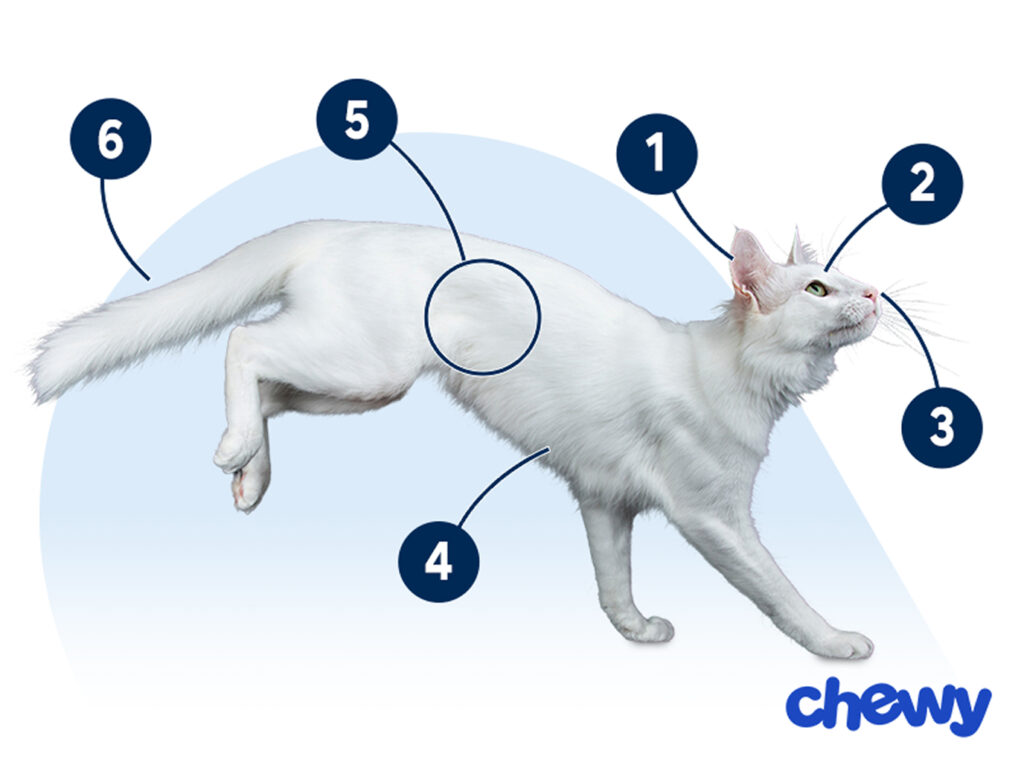 Photo of a Turkish Angora
