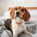 Beagle vs. Basset Hound: Which Dog Is Right for You?