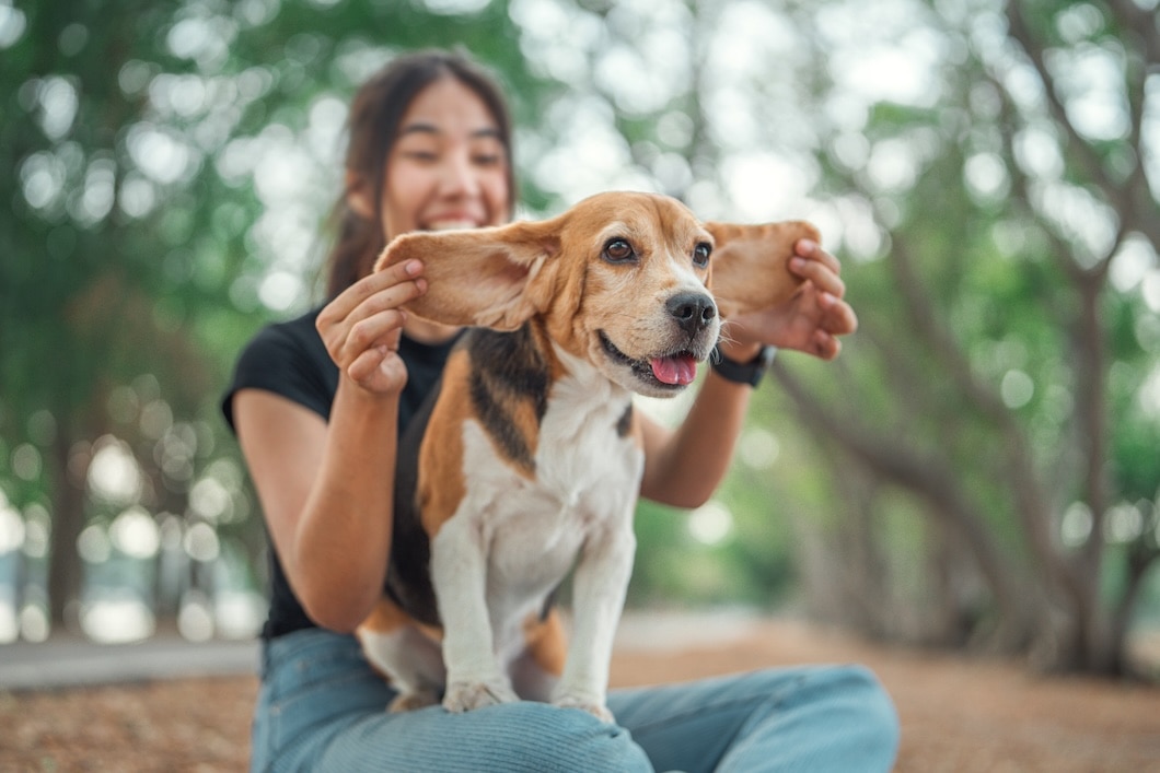 Happy woman playing with a Beagle’s ears