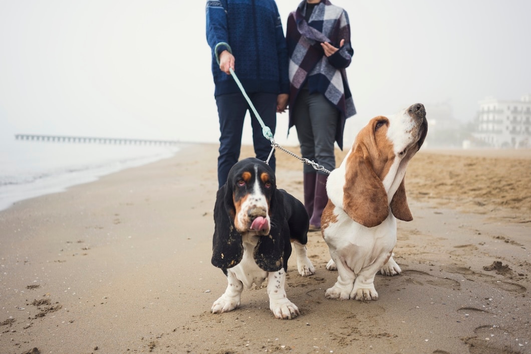 Basset hound standing in a snowy winter landscape