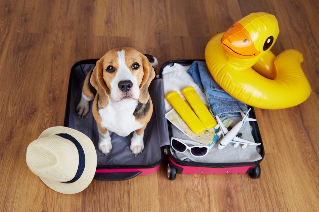 Beagle sitting in a suitcase packed with travel items.