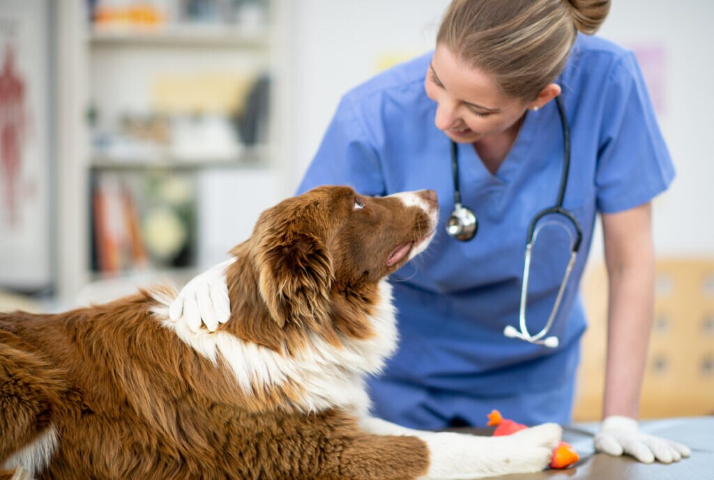 A dog looks up at a vet.