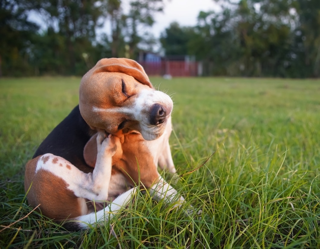 A Beagle in the grass scratching his ear.