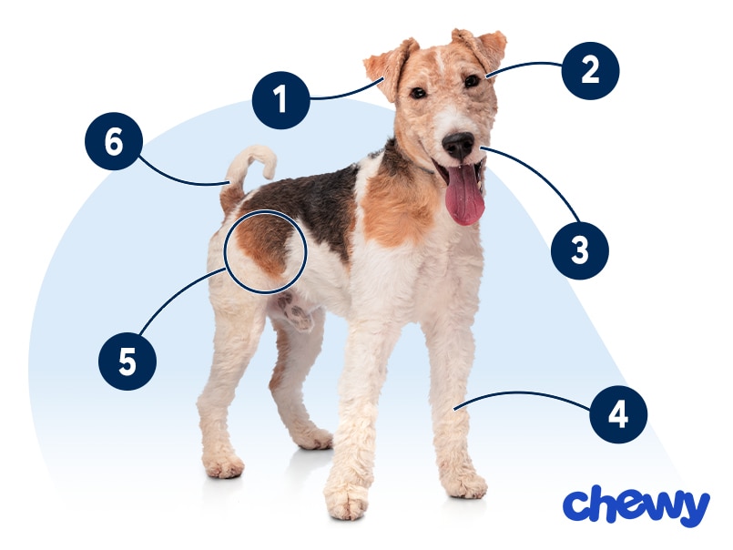 Photo of a Wire Fox Terrier