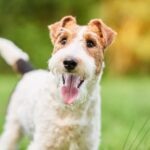 A portrait of a Wire Fox Terrier outside in shallow focus