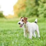 A Wire Fox Terrier standing outside in a field of grass