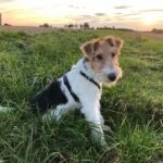 A Wire Fox Terrier sitting in tall grass at sunset