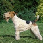 A Wire Fox Terrier standing to the side