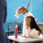 A Wire Fox Terrier sitting on a dog grooming table
