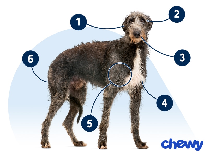 Photo of a Scottish Deerhound
