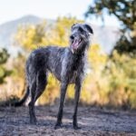 A Scottish Deerhound standing on a hiking trail outside