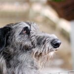 A close-up of a Scottish Deerhound's head