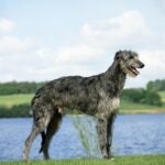 a scottish deerhound standing in front of a lake