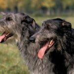 Two Scottish Deerhounds standing side by side
