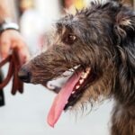 A close-up of a Scottish Deerhound on a leash