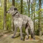 A Scottish DEerhound standing on a rock in a forest