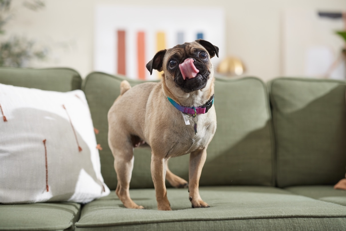 A Pug standing on a couch and licking his lips