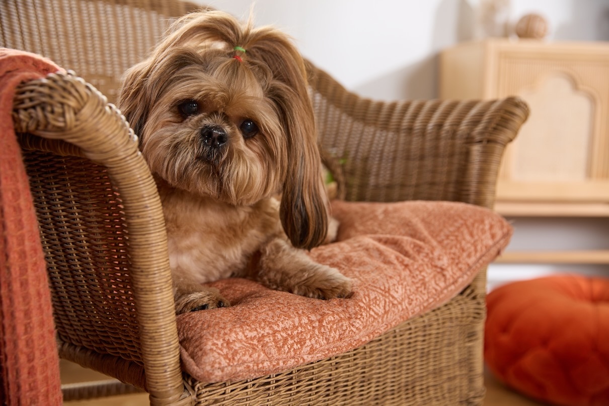 A ponytailed Shih Tzu, a Chinese dog breed, resting on an orange chair cushion