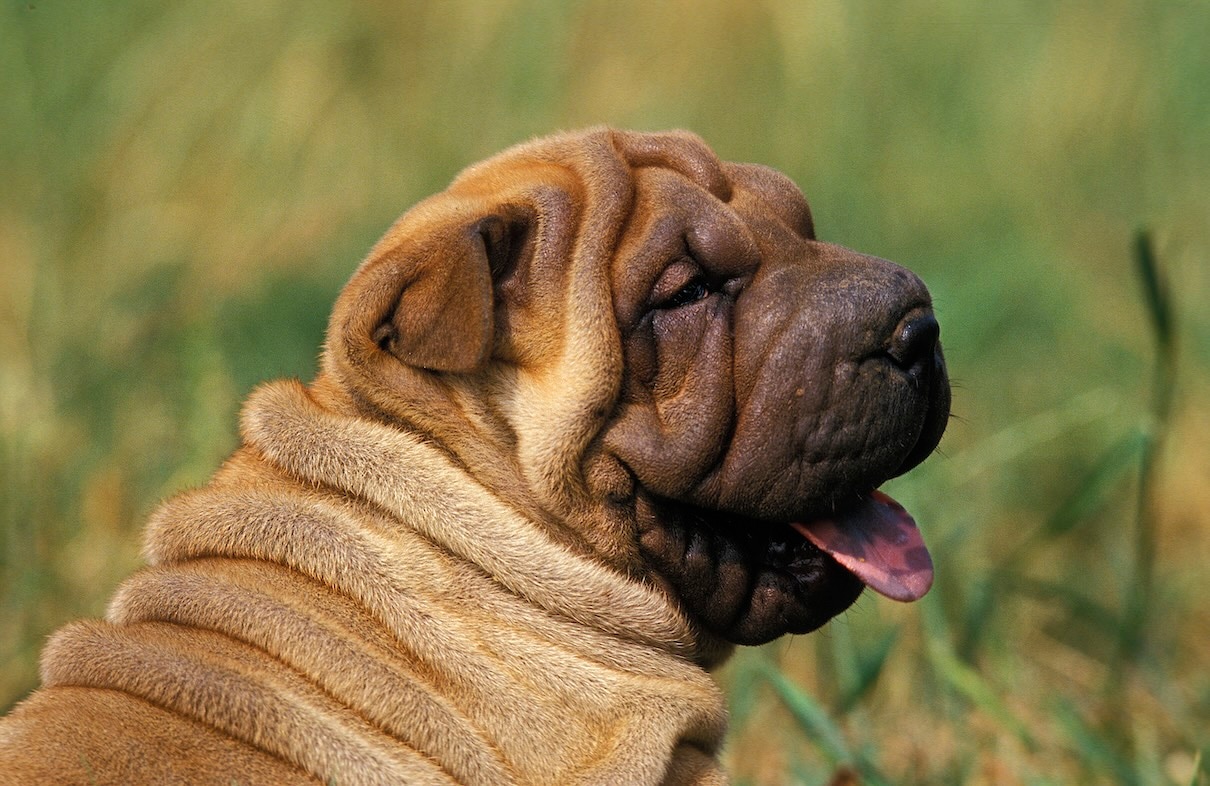 A close-up of the side of a Shar-Pei puppy's face