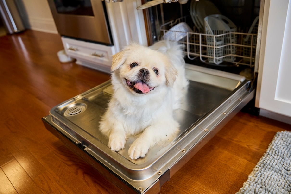 A white Pekingese, a Chinese dog breed, cheekily resting on a dishwasher door