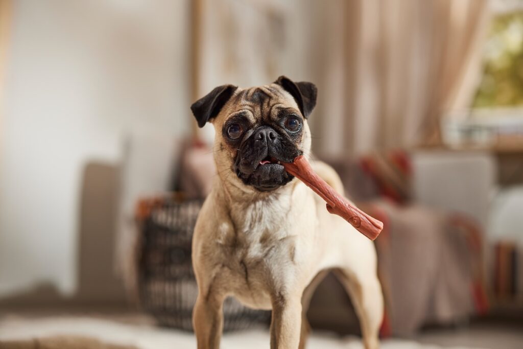 A Pug, a Chinese dog breed, holding a chew toy in his mouth