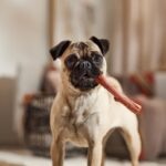 6 Chinese Dog Breeds With Ancient Roots