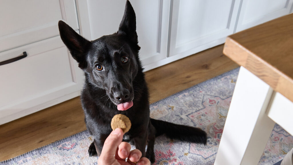 A Golden Retriever holds a bone-shaped organic dog treat in his mouth.