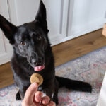 Organic Dog Treats: What To Look for and the Best Options for Your Dog