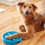 Slow-Feeder Dog Bowls: How They Help and How To Choose One